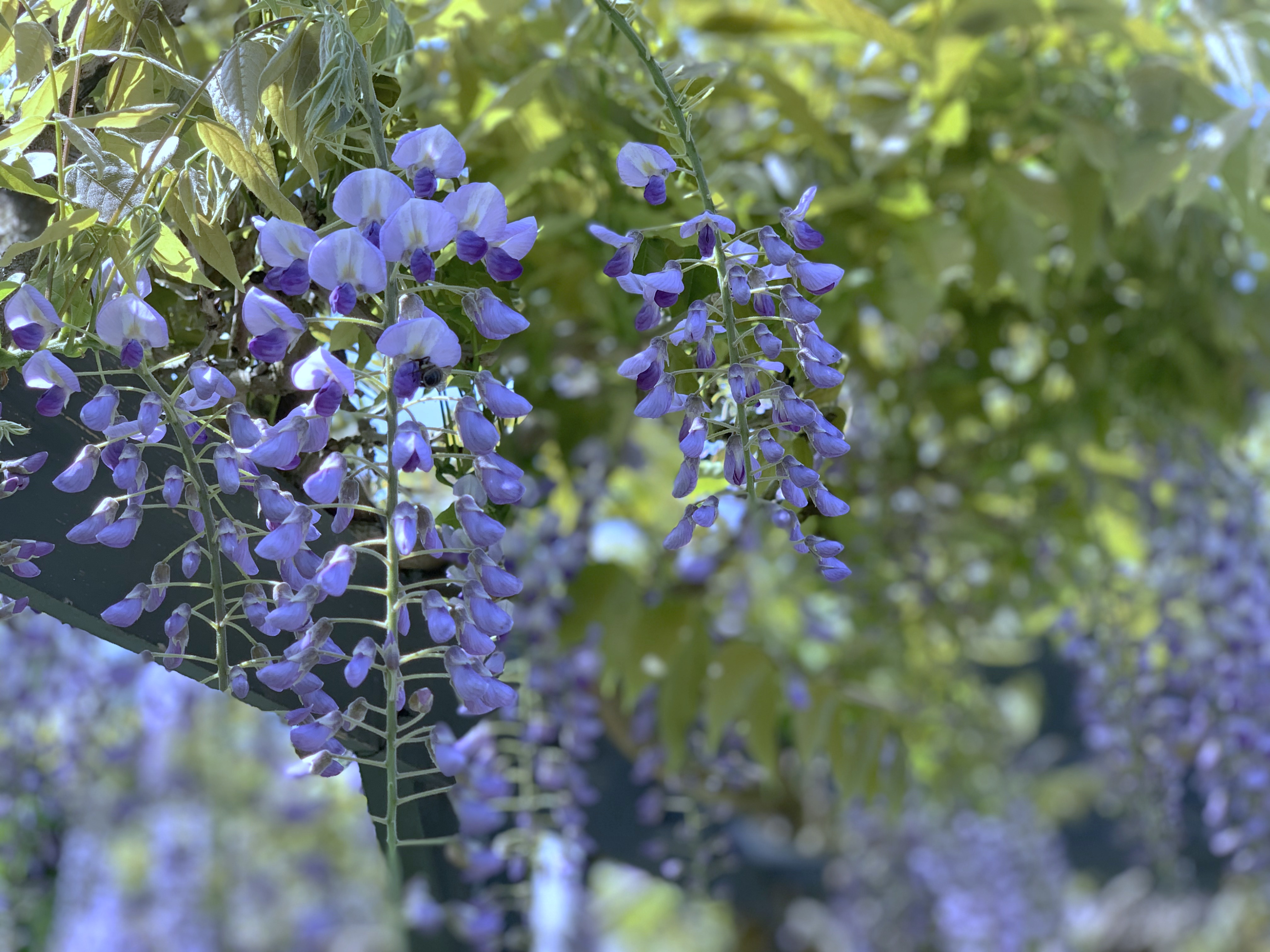 One page website demo