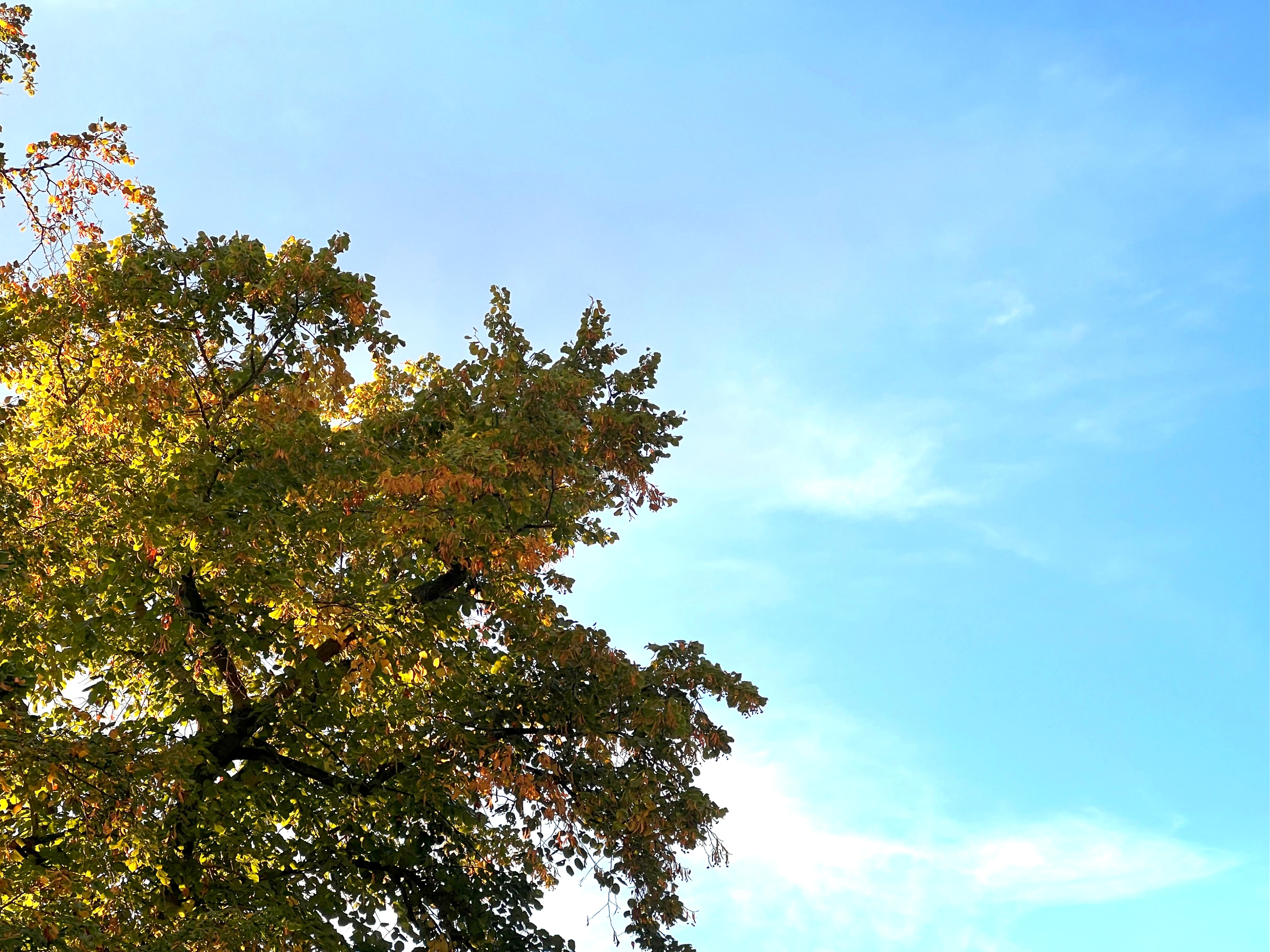Sunlight through trees